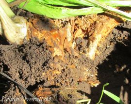 digging horseradish roots