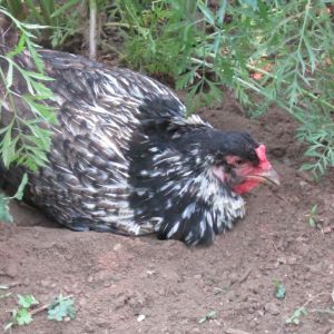 Chicken on ground